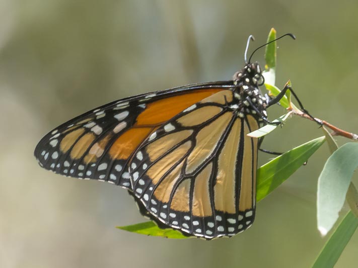 Danaeus plexippus (Monarch).jpg